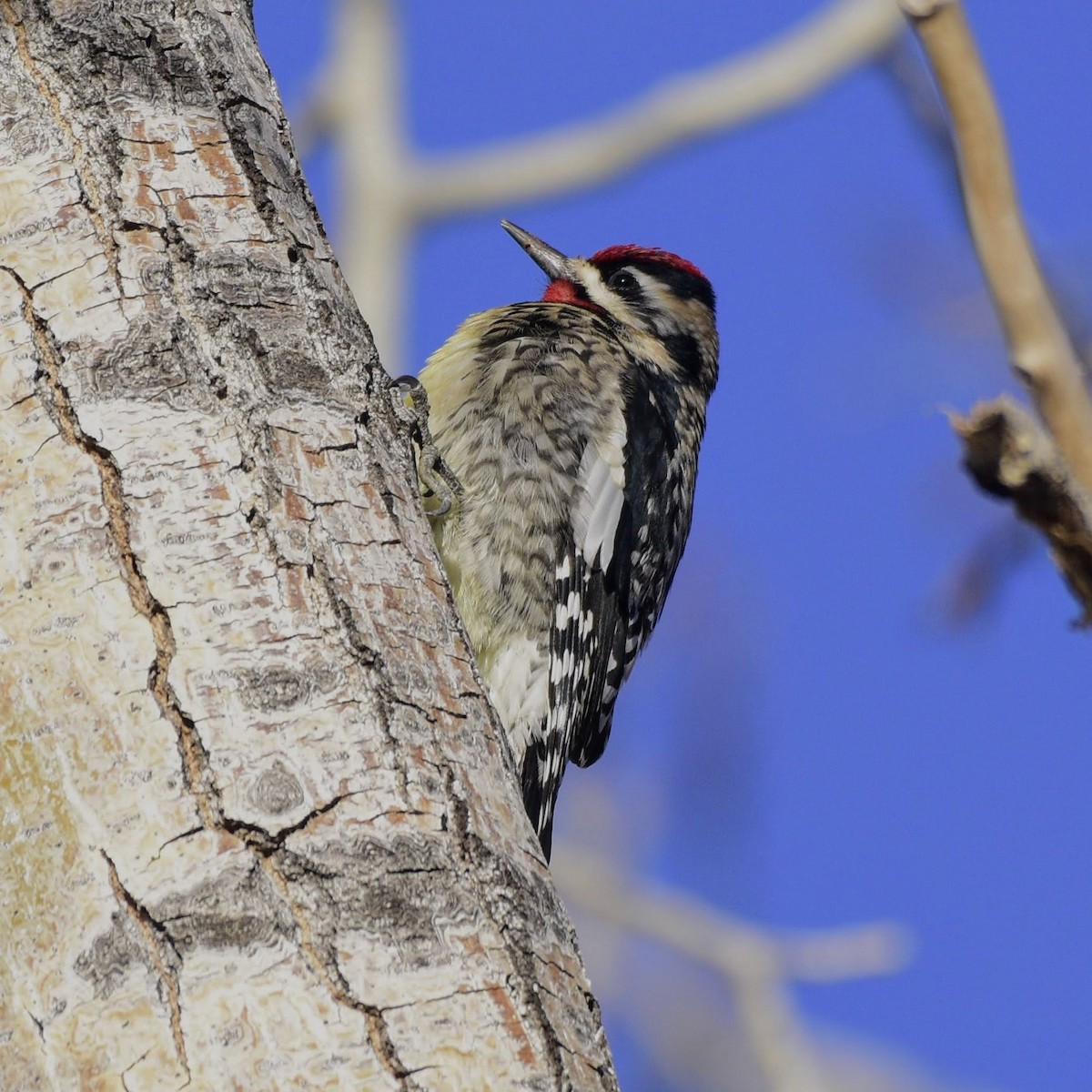 Yellow-bellied Sapsucker - David de Rivera Tønnessen