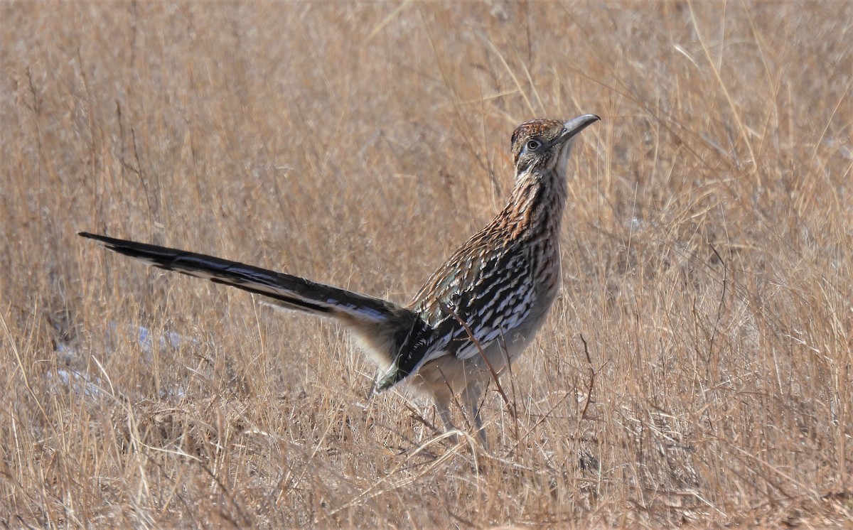 Greater Roadrunner - ML410691871