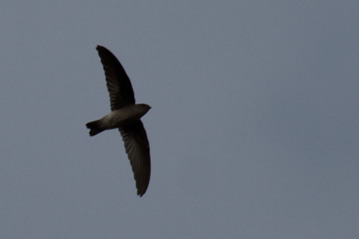 Madagascar Spinetail - ML410692061