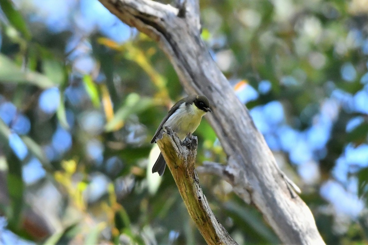 Black-headed Honeyeater - Sam Adams