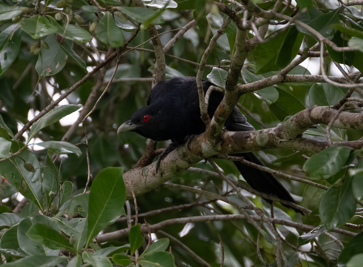 Pacific Koel - Paul Thomsen