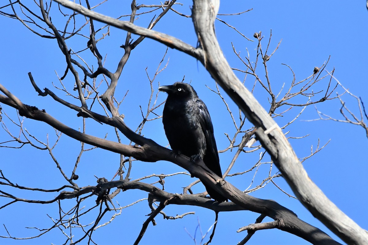 Forest Raven - ML410692621
