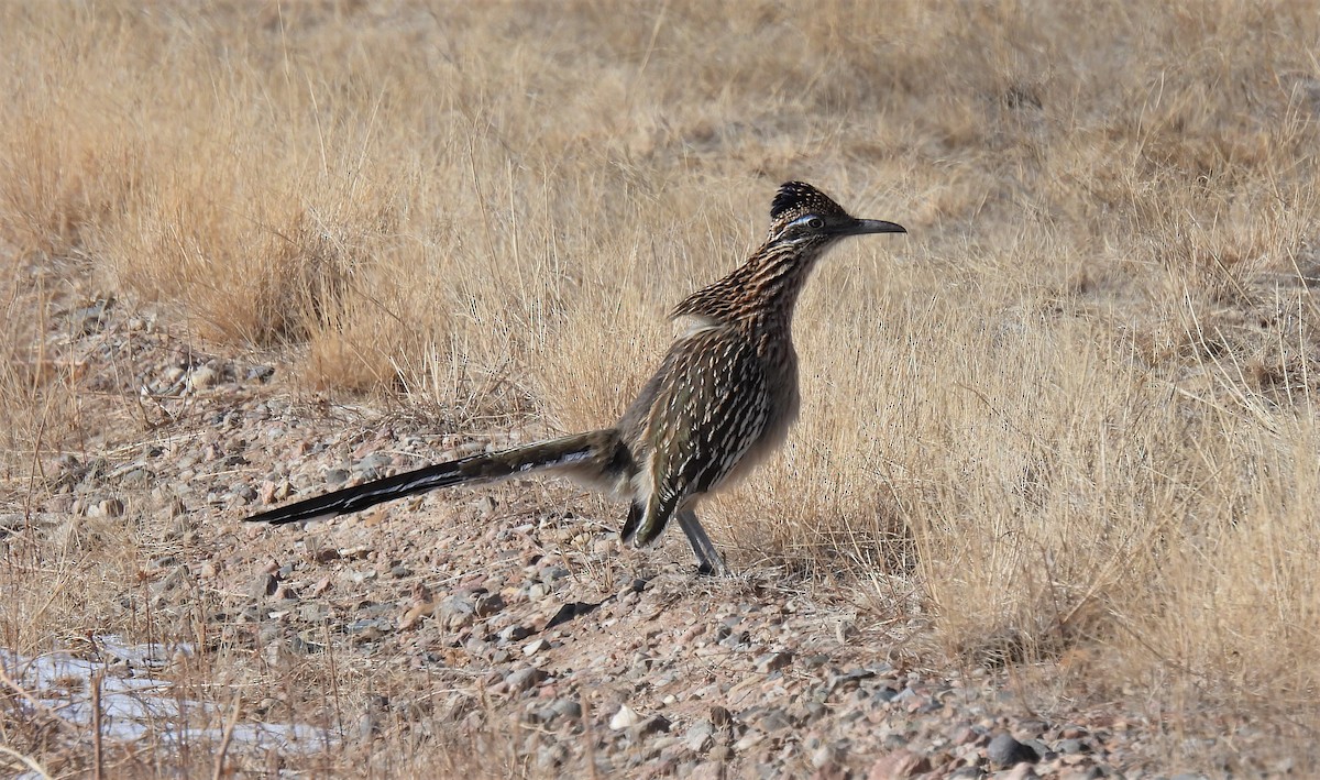 Greater Roadrunner - ML410693911