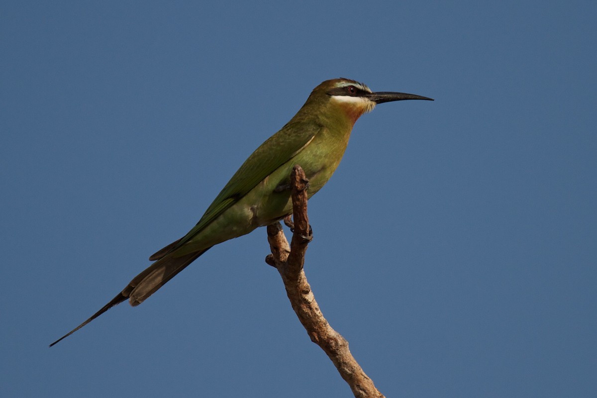 Madagascar Bee-eater - ML410694031