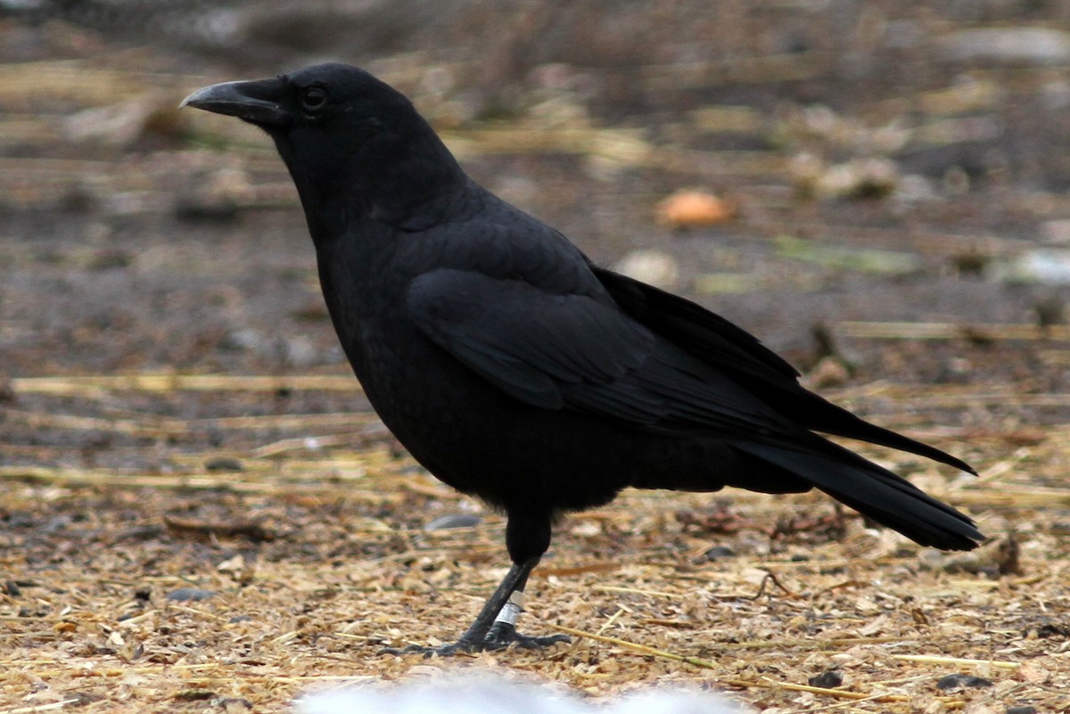 American Crow - Kevin McGowan