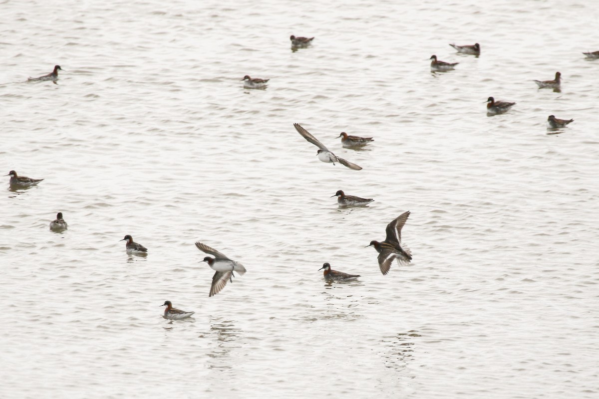 Red-necked Phalarope - ML410698041