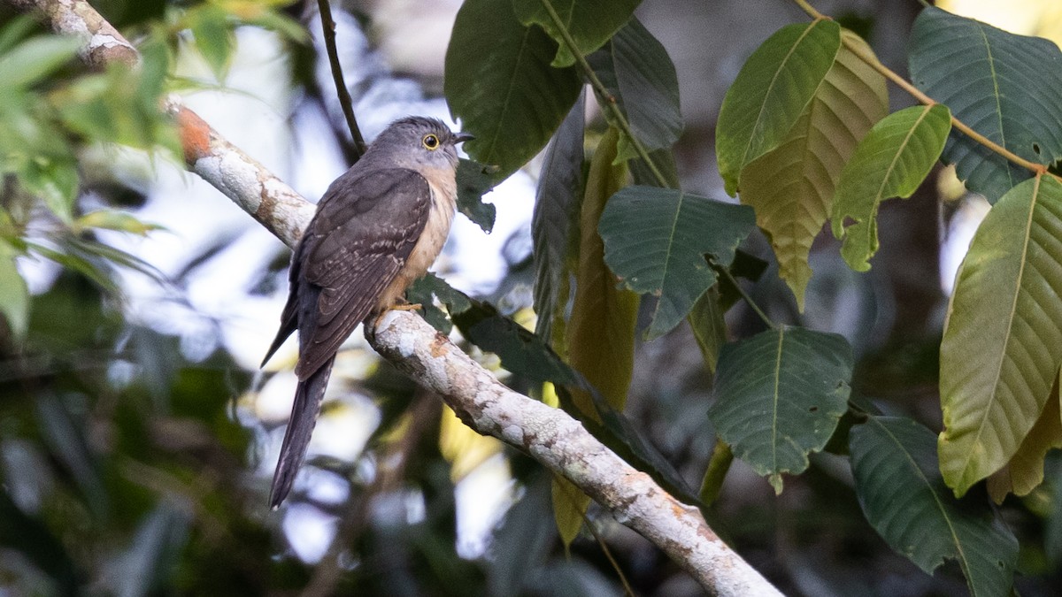 Brush Cuckoo - ML410698961