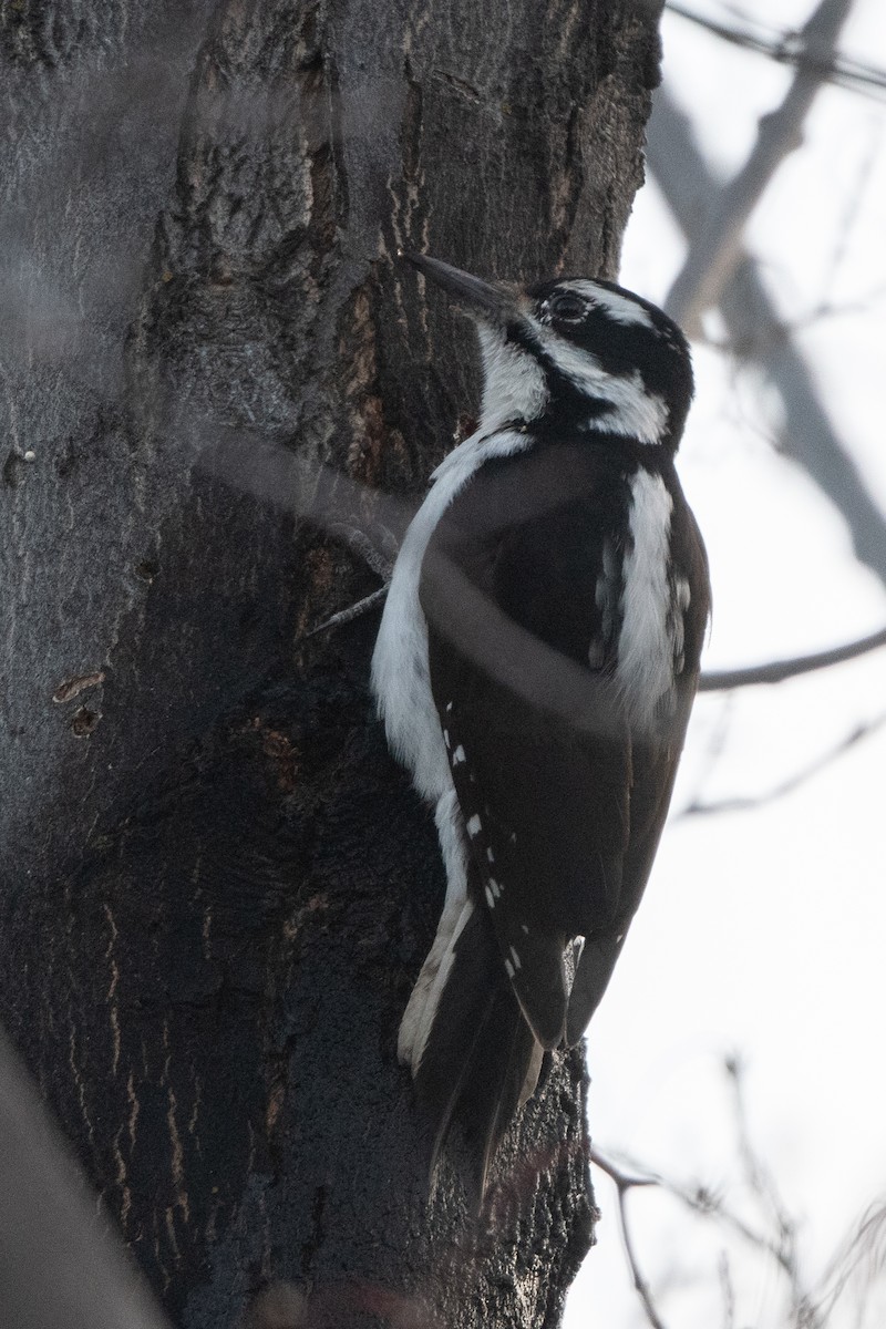 Hairy Woodpecker - ML410699701