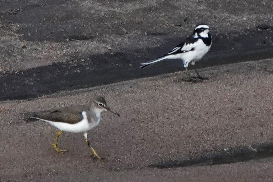 Common Sandpiper - ML410701131