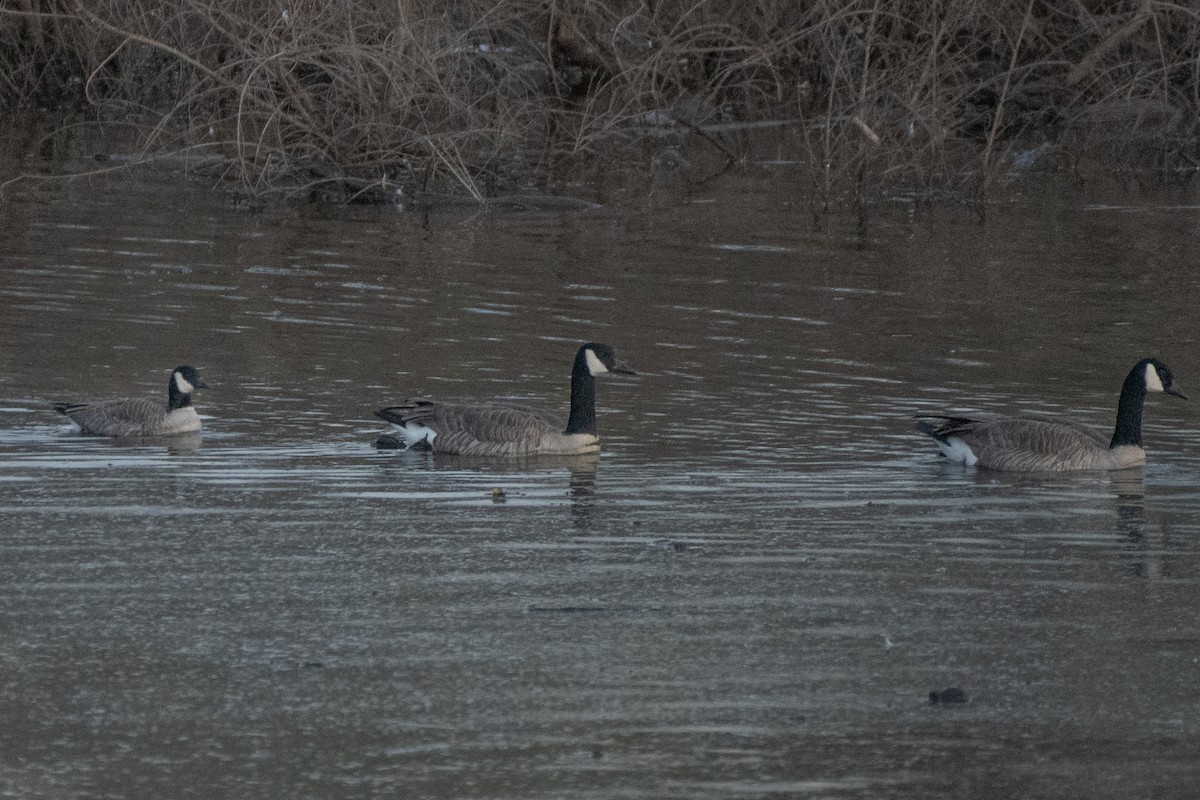 Cackling Goose - ML410701191