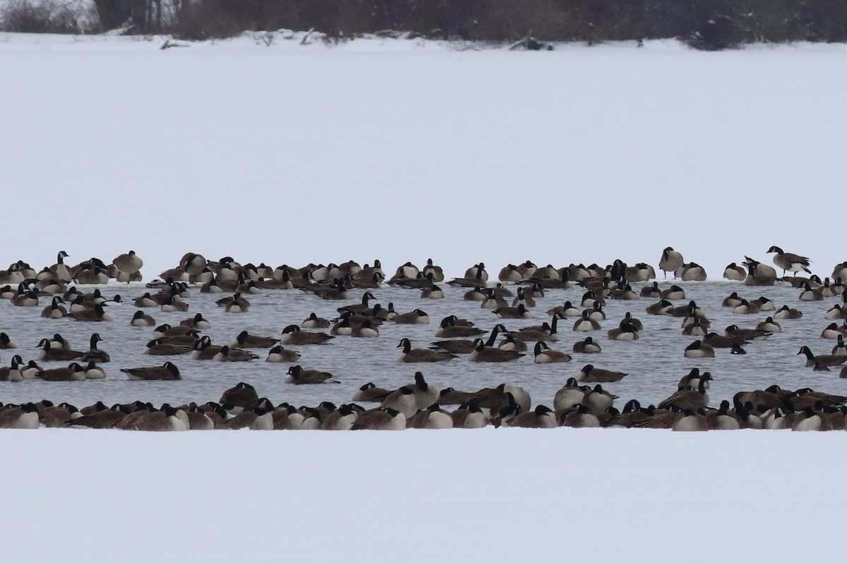 Common Goldeneye - ML410703181