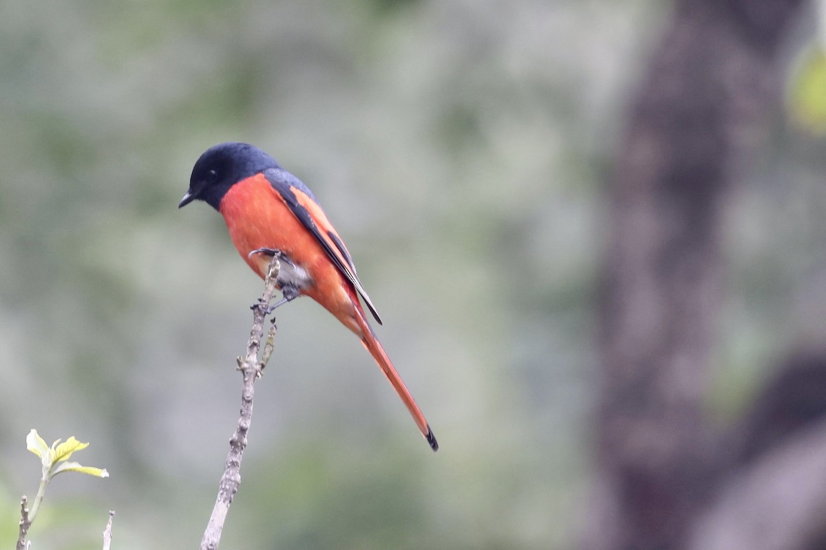 Long-tailed Minivet - ML410705431