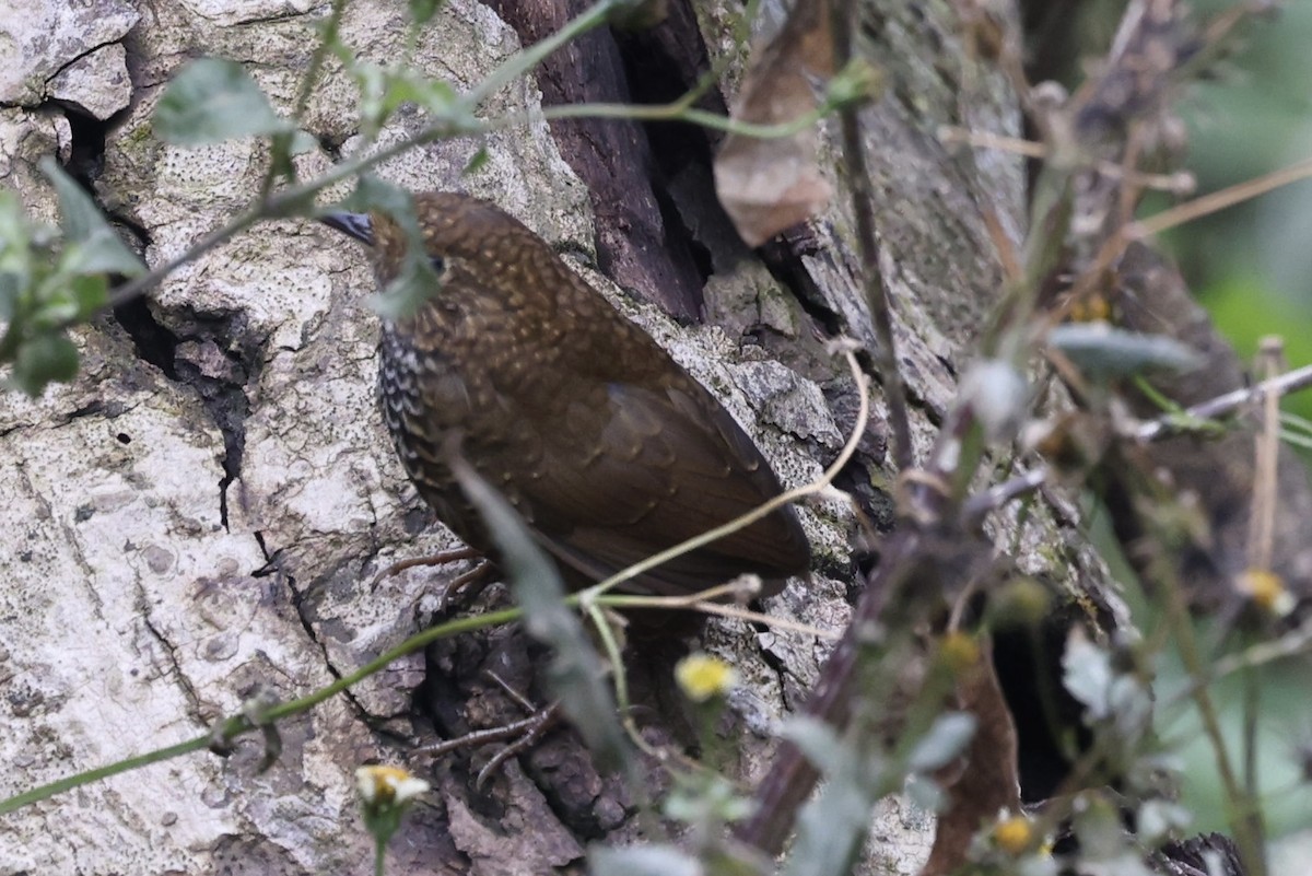 Scaly-breasted Cupwing (Himalayan) - Neeraja V