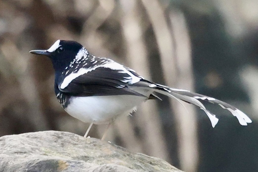 Spotted Forktail - ML410705641