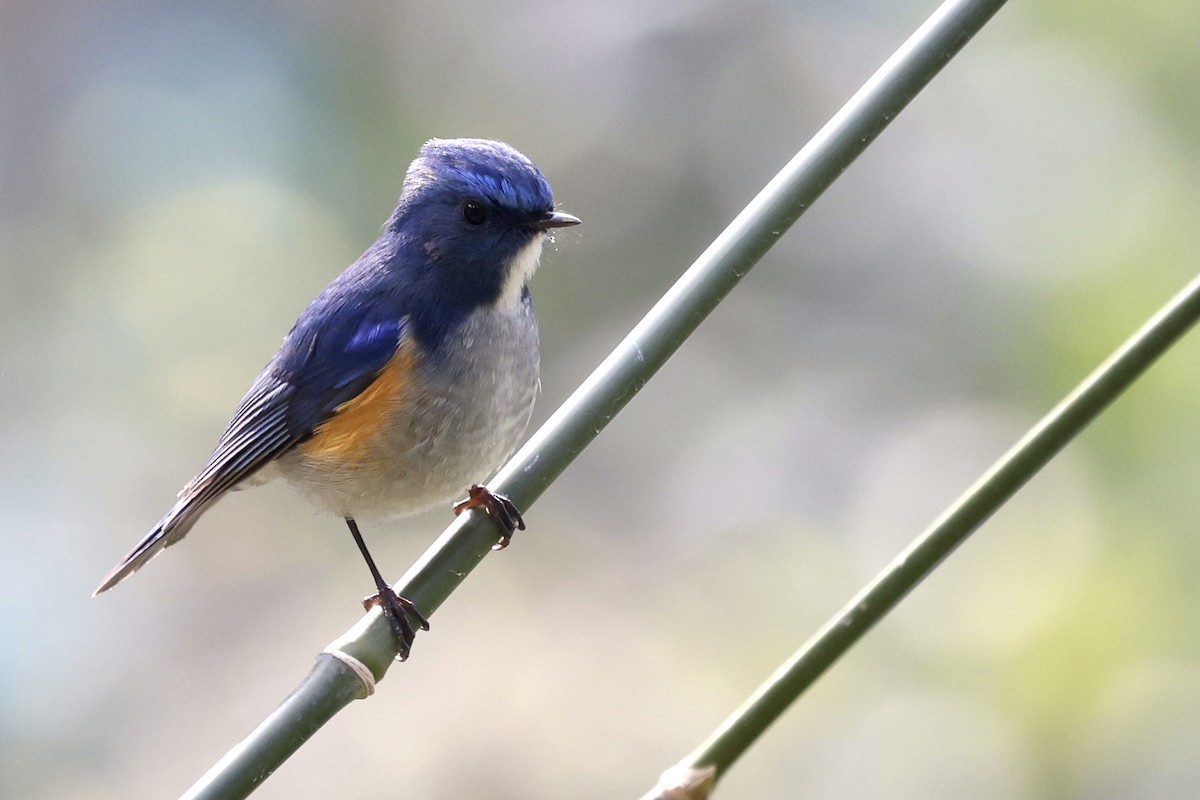 Himalayan Bluetail - ML410705671