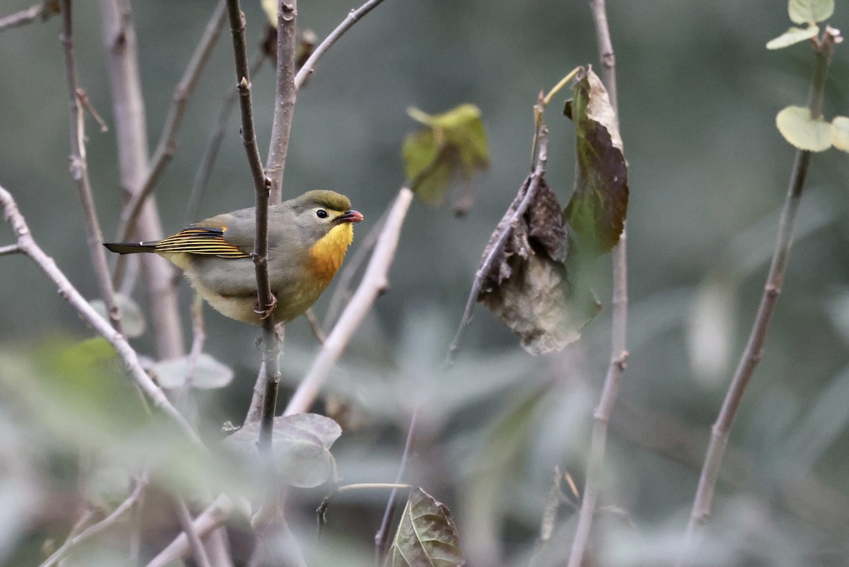 Red-billed Leiothrix - ML410705701