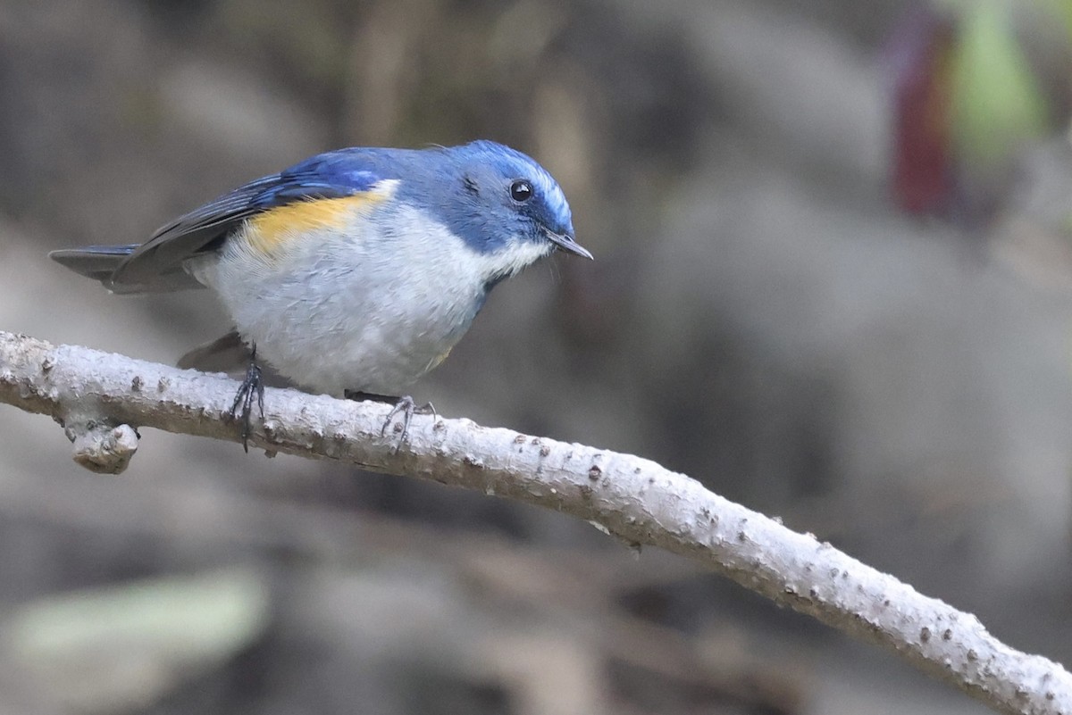 Himalayan Bluetail - ML410705721