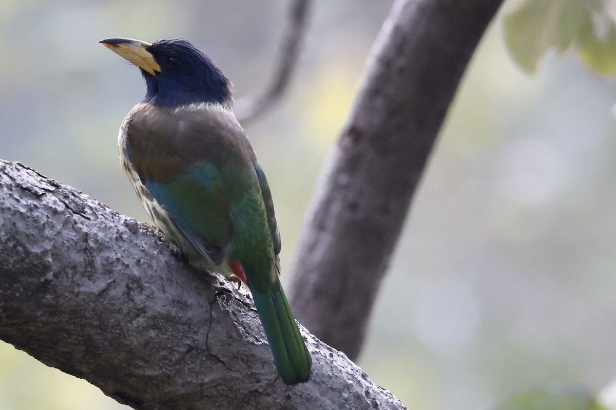 Great Barbet - ML410705831