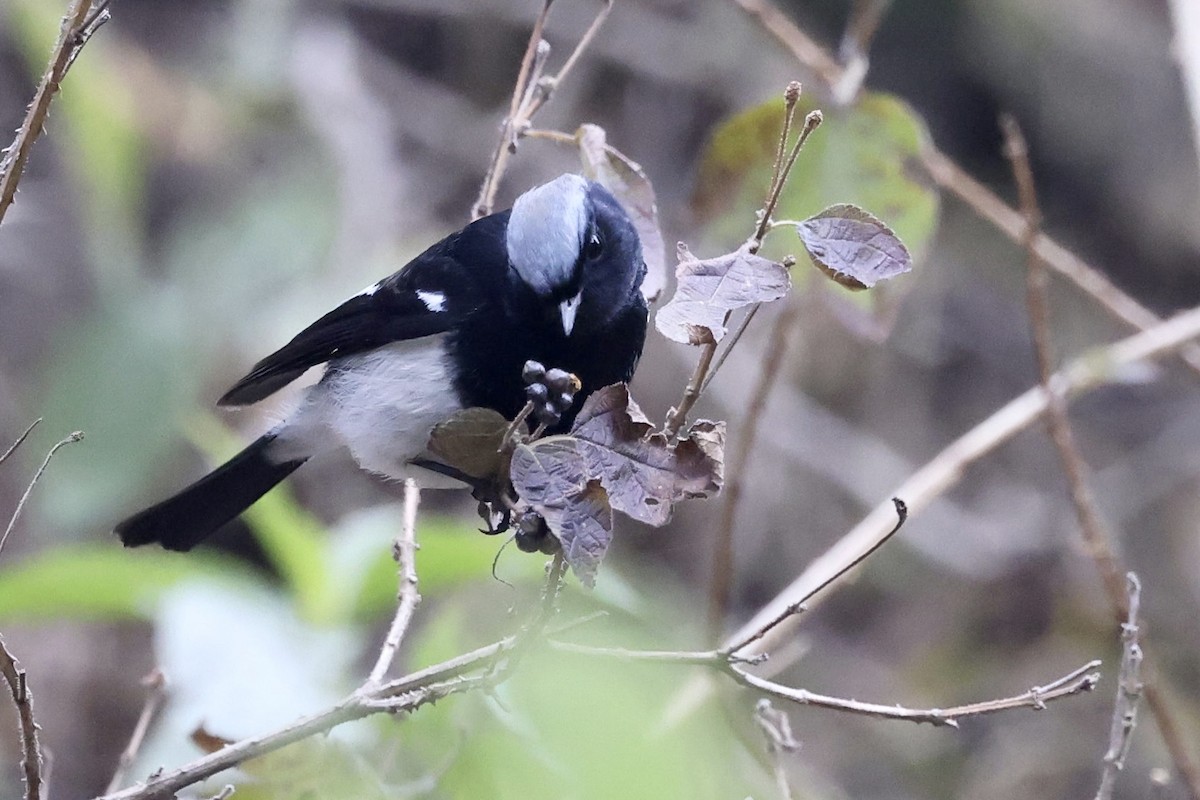 Blue-capped Redstart - ML410705861