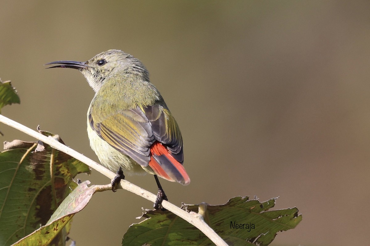 Fire-tailed Sunbird - ML410705921