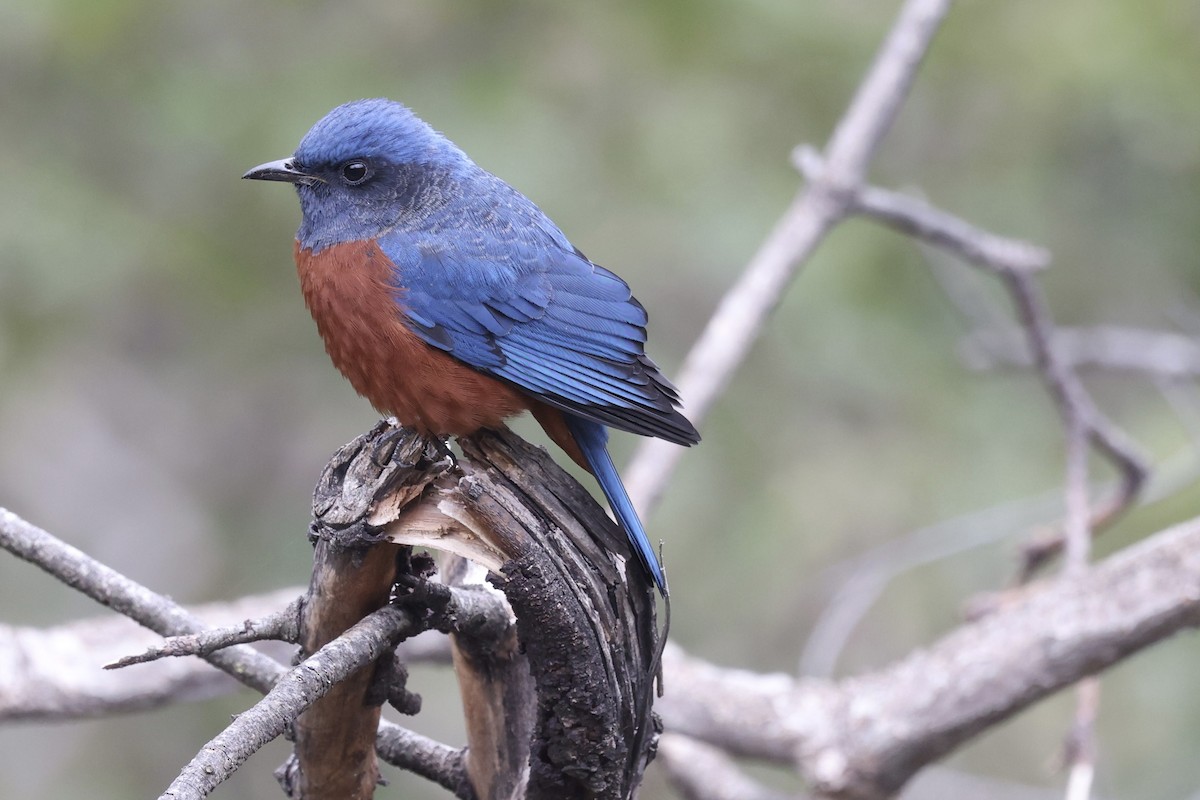 Chestnut-bellied Rock-Thrush - ML410705941