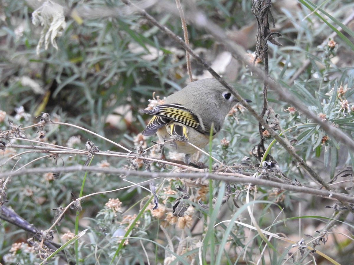 Ruby-crowned Kinglet - Dan Dotson