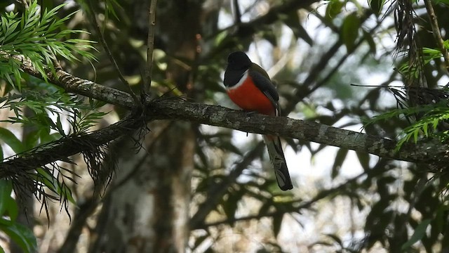 trogon indický - ML410706211