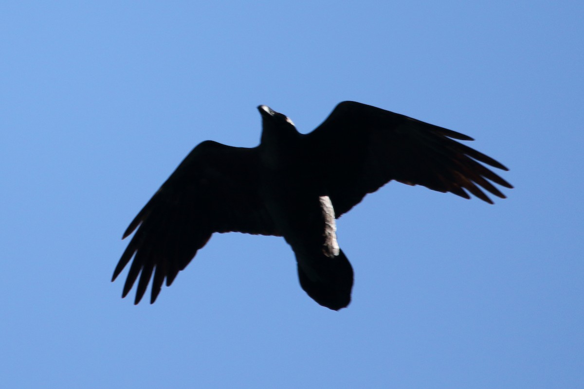 Common Raven - ML410706351