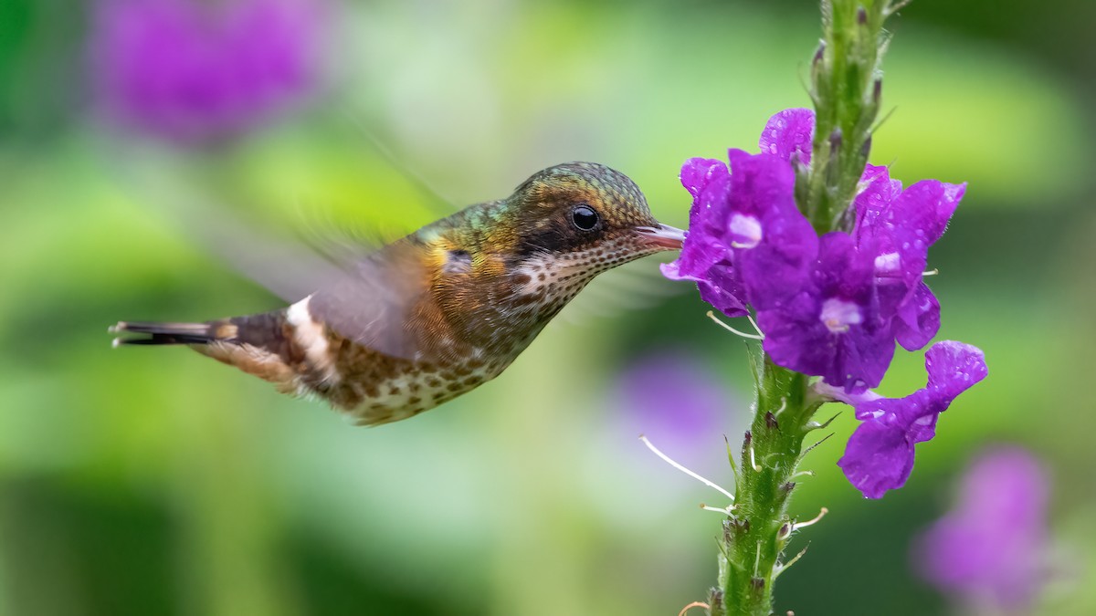 Black-crested Coquette - ML410708921