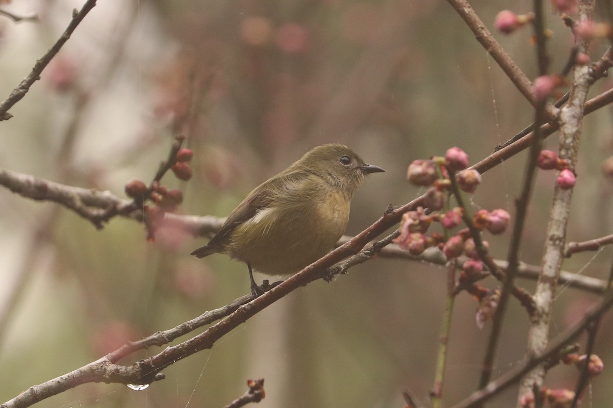 Fire-breasted Flowerpecker - ML410708941