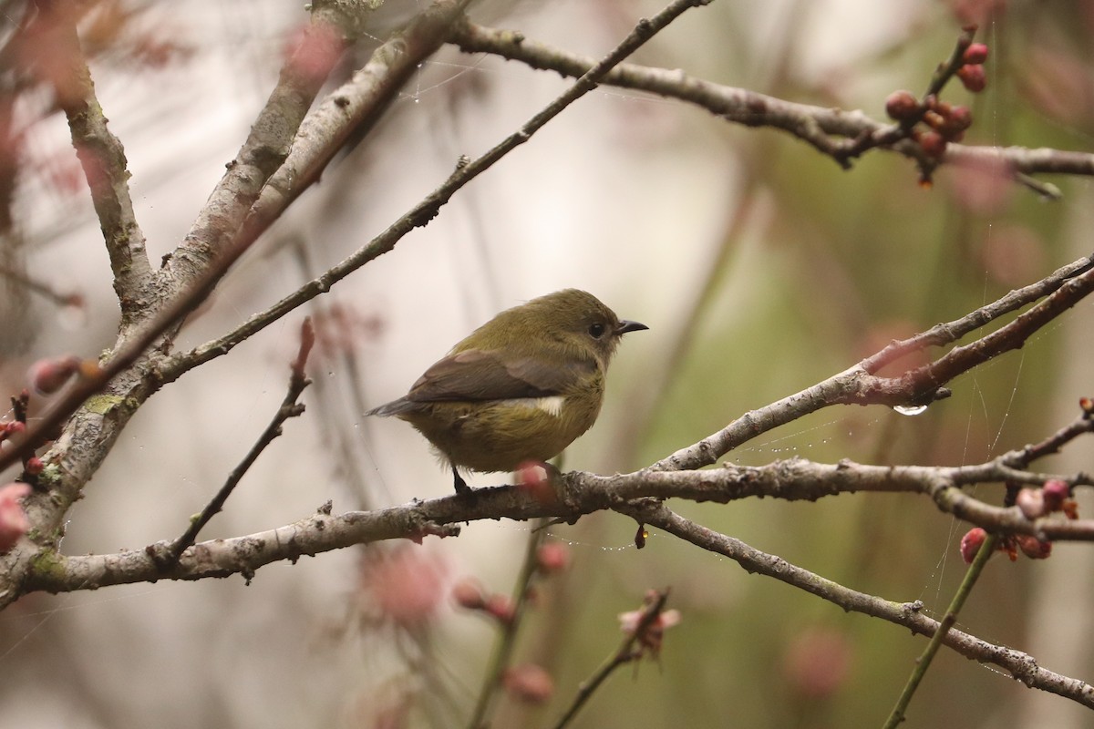 Fire-breasted Flowerpecker - ML410708951