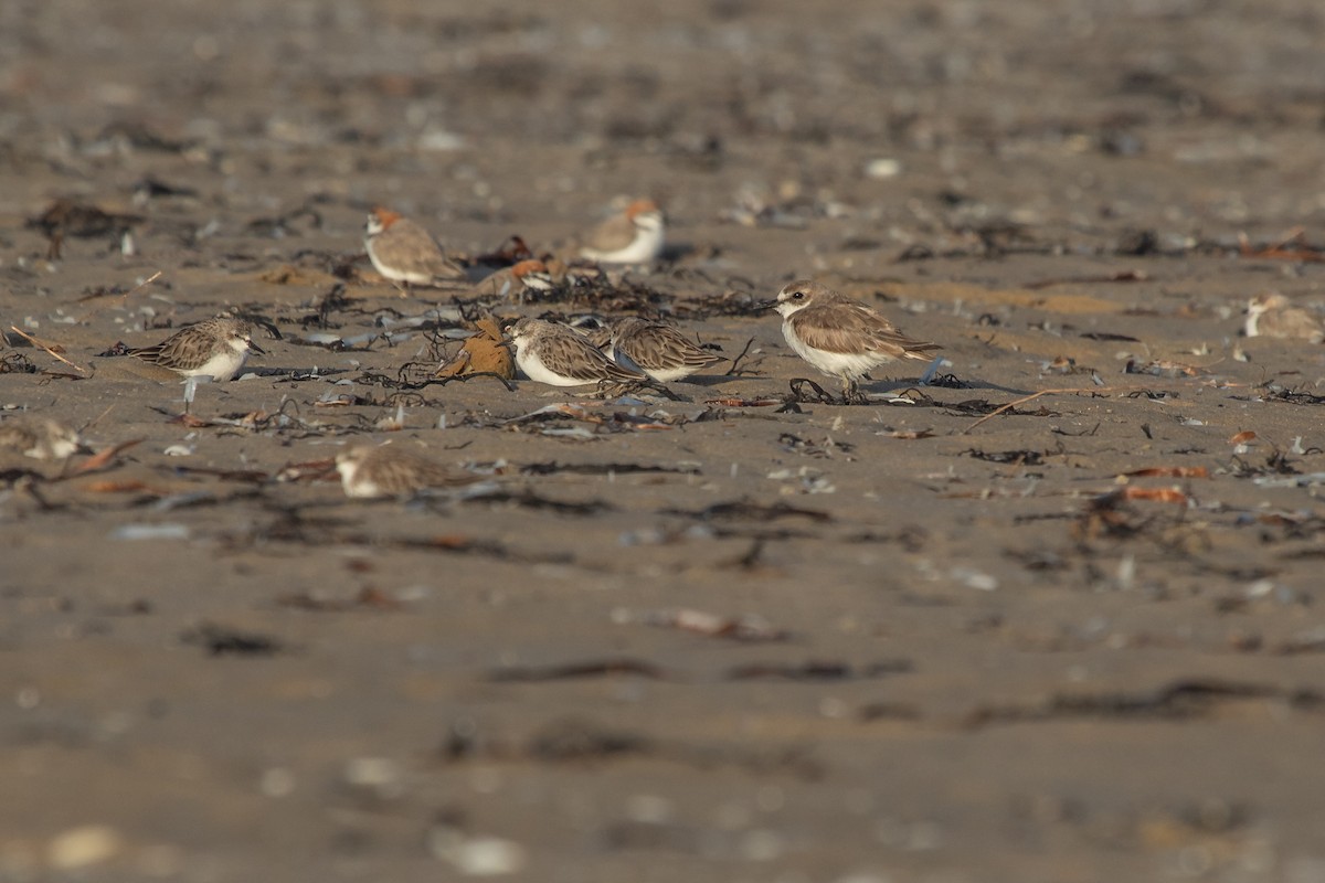 Greater Sand-Plover - Ramit Singal