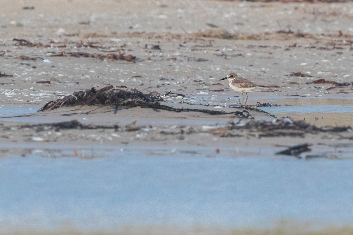 Greater Sand-Plover - Ramit Singal