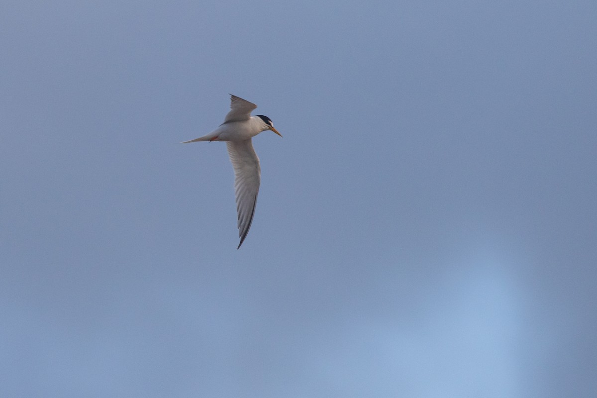 Little Tern - ML410711301