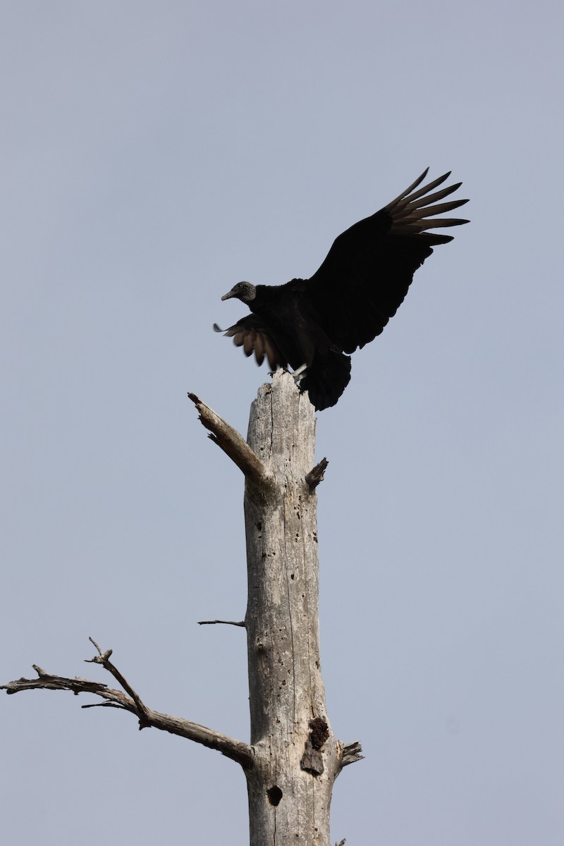 Black Vulture - ML410711861