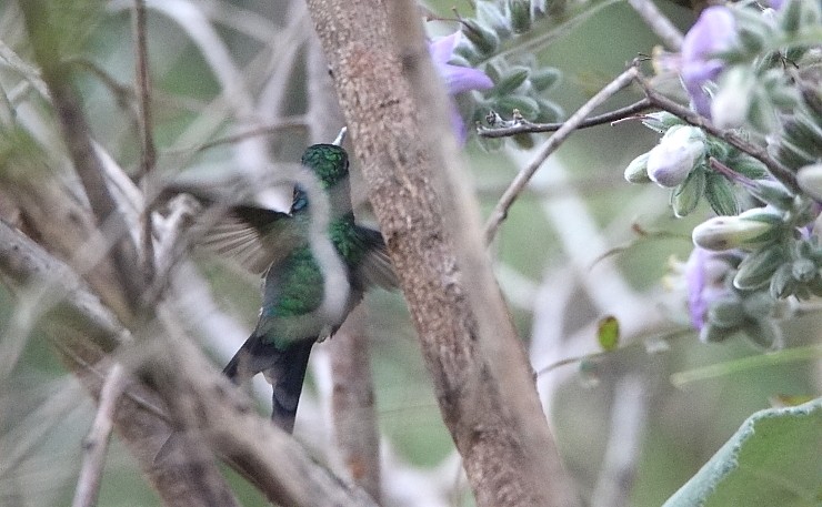 Golden-crowned Emerald - ML410714041