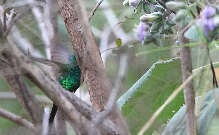 Golden-crowned Emerald - ML410714091