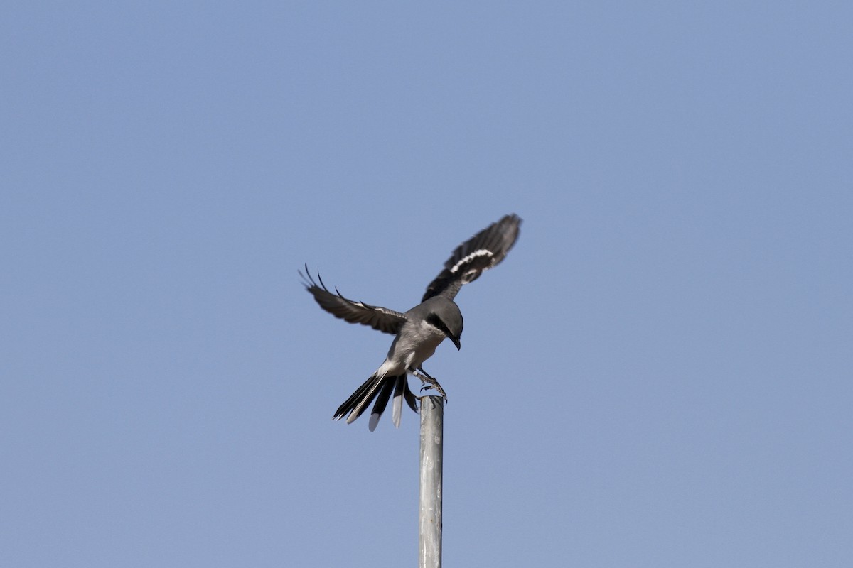 Loggerhead Shrike - ML41071411