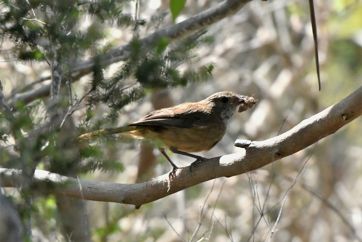 Olive Whistler - ML410714601