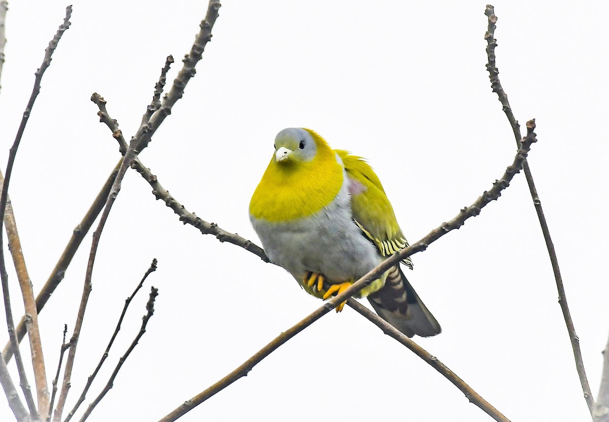 Yellow-footed Green-Pigeon - ML410714711