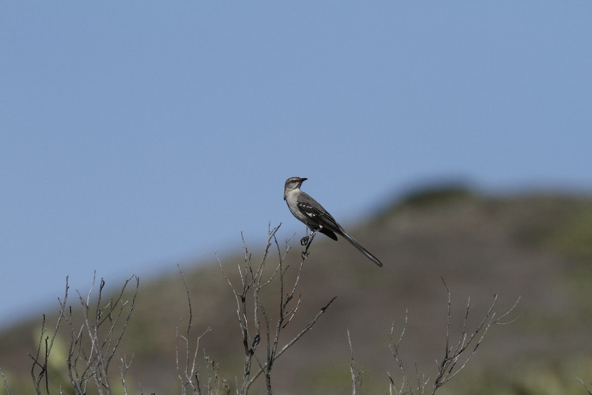 Northern Mockingbird - ML41071481