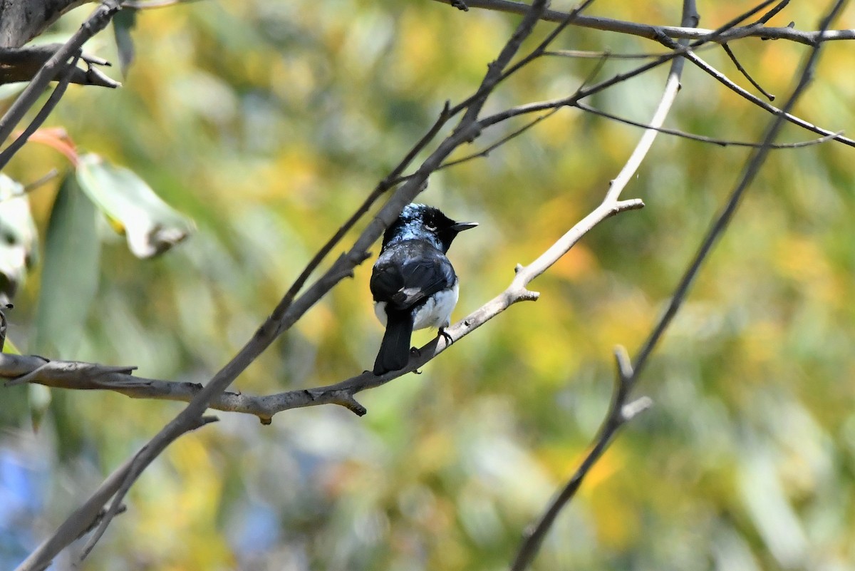 Satin Flycatcher - ML410714931