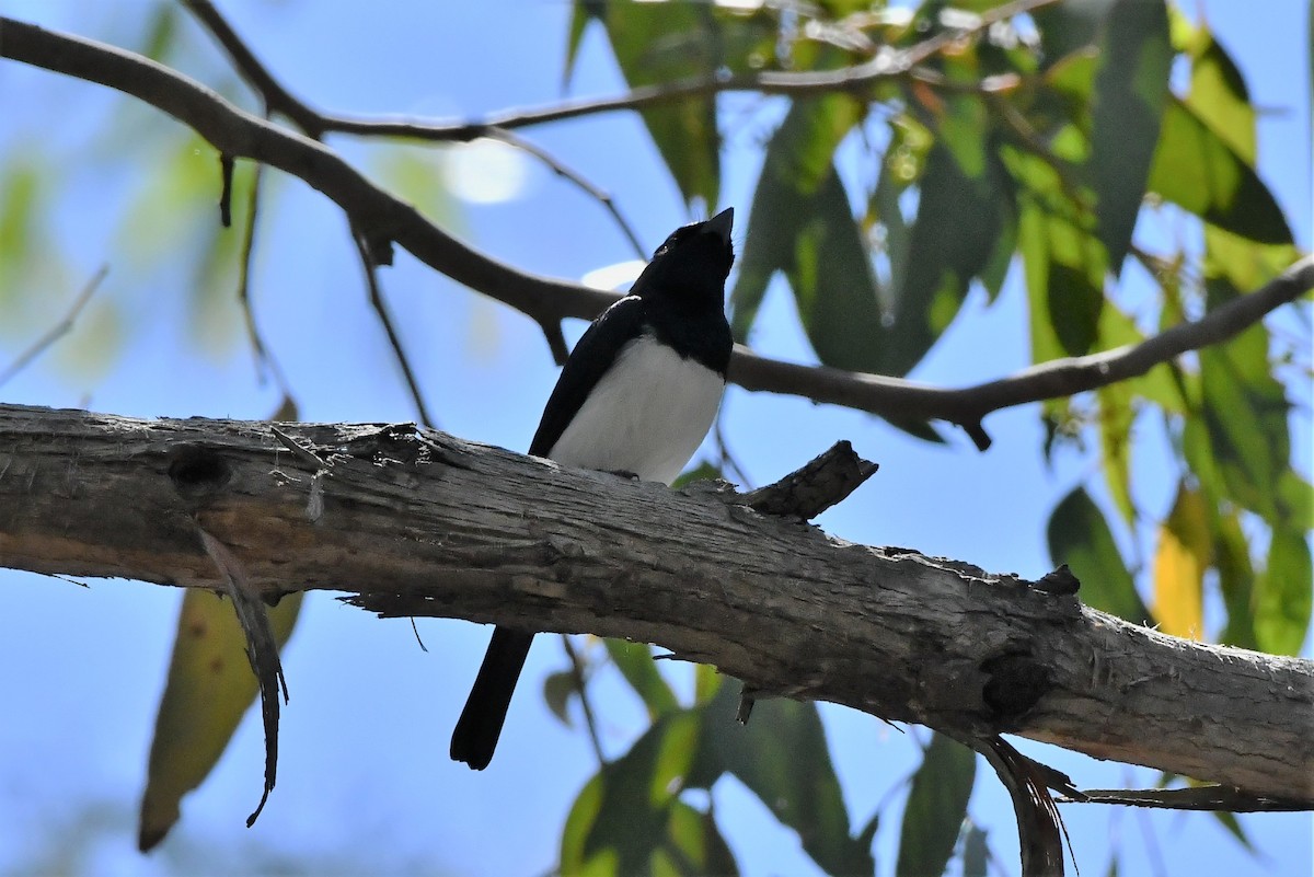 Satin Flycatcher - ML410714941