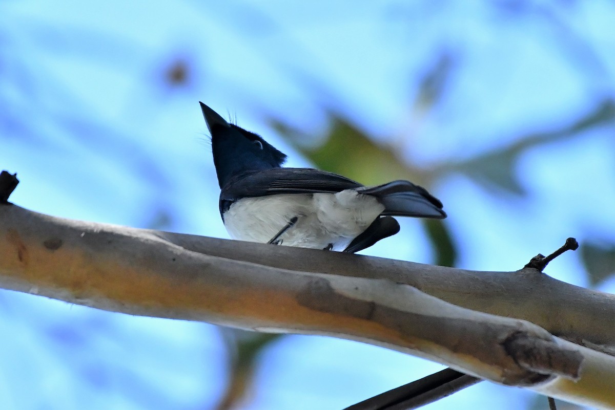 Satin Flycatcher - ML410714951