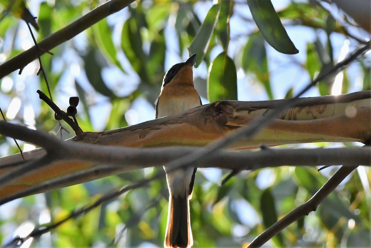 Satin Flycatcher - ML410714961