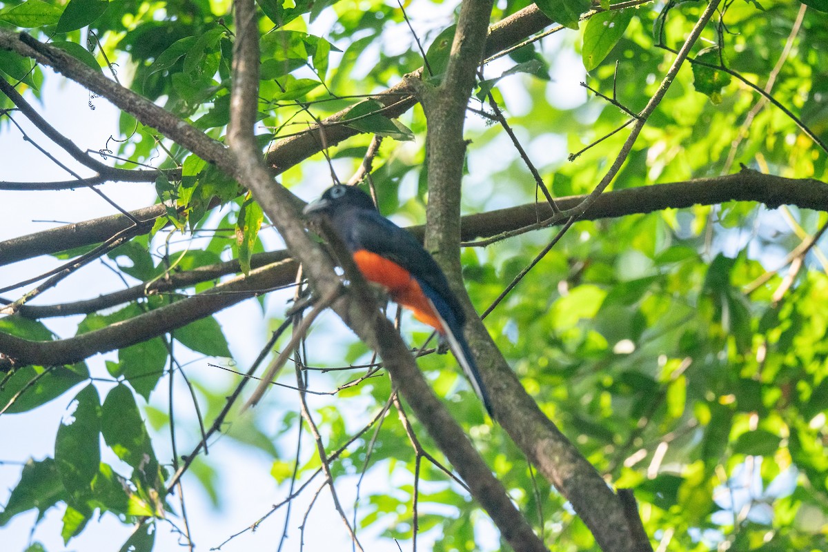 Baird's Trogon - ML410716131