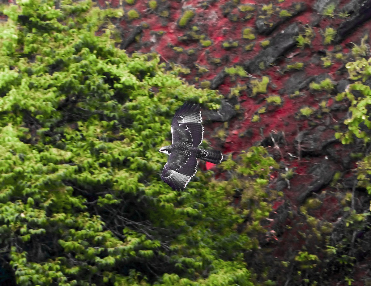 Rufous-bellied Eagle - ML410717351