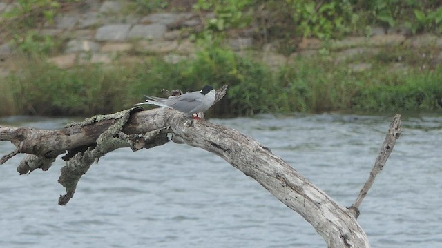 River Tern - ML410718741