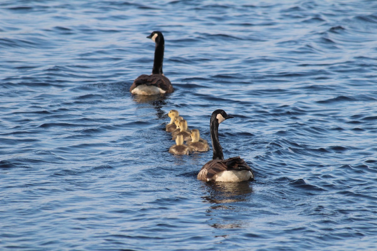 Canada Goose - ML41071931