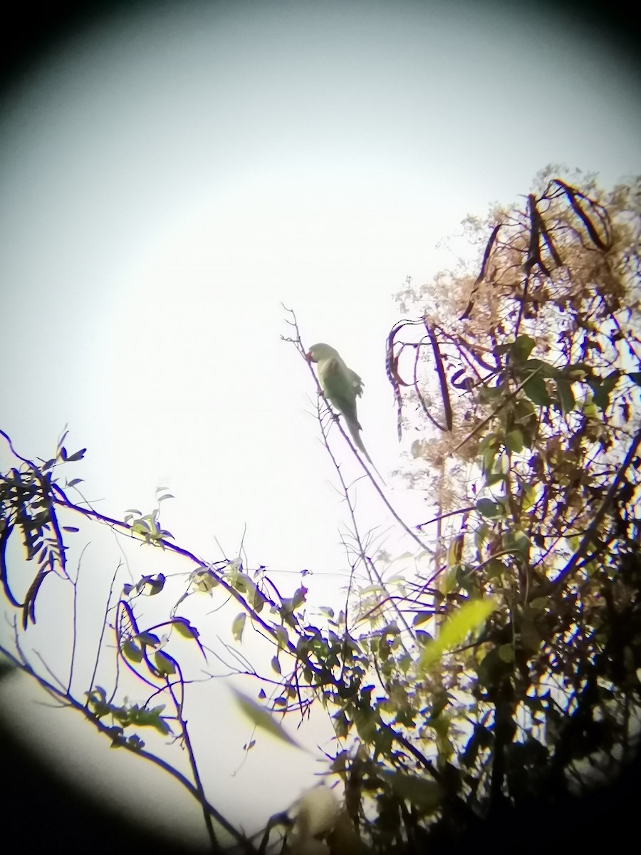 Alexandrine Parakeet - ML410720491